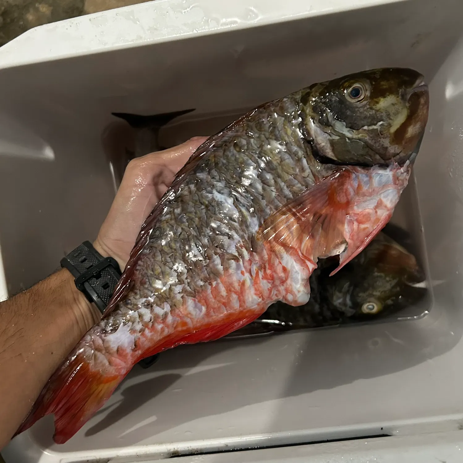 The most recent Redtail parrotfish catches on Fishbrain