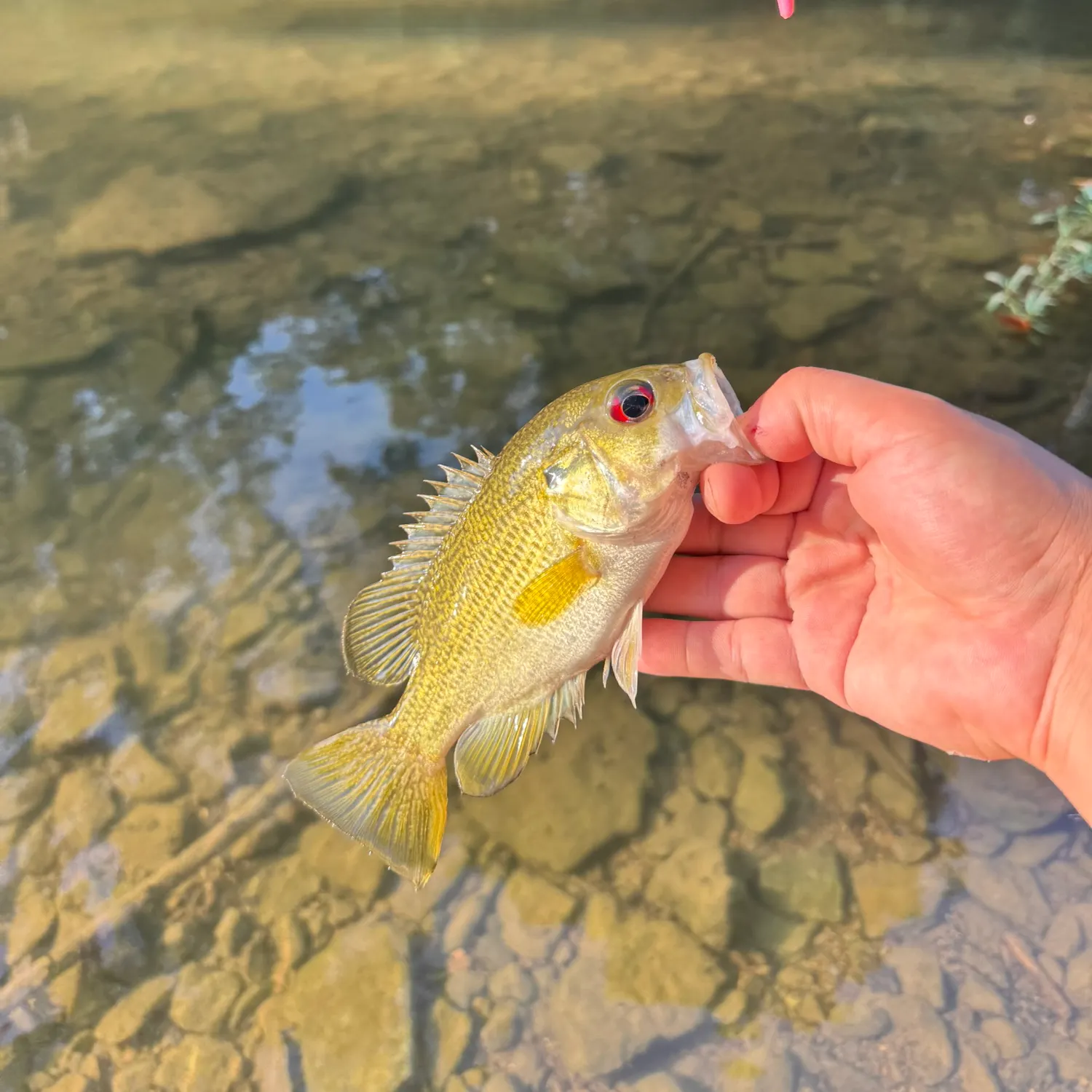 Rock bass caught on Fishbrain