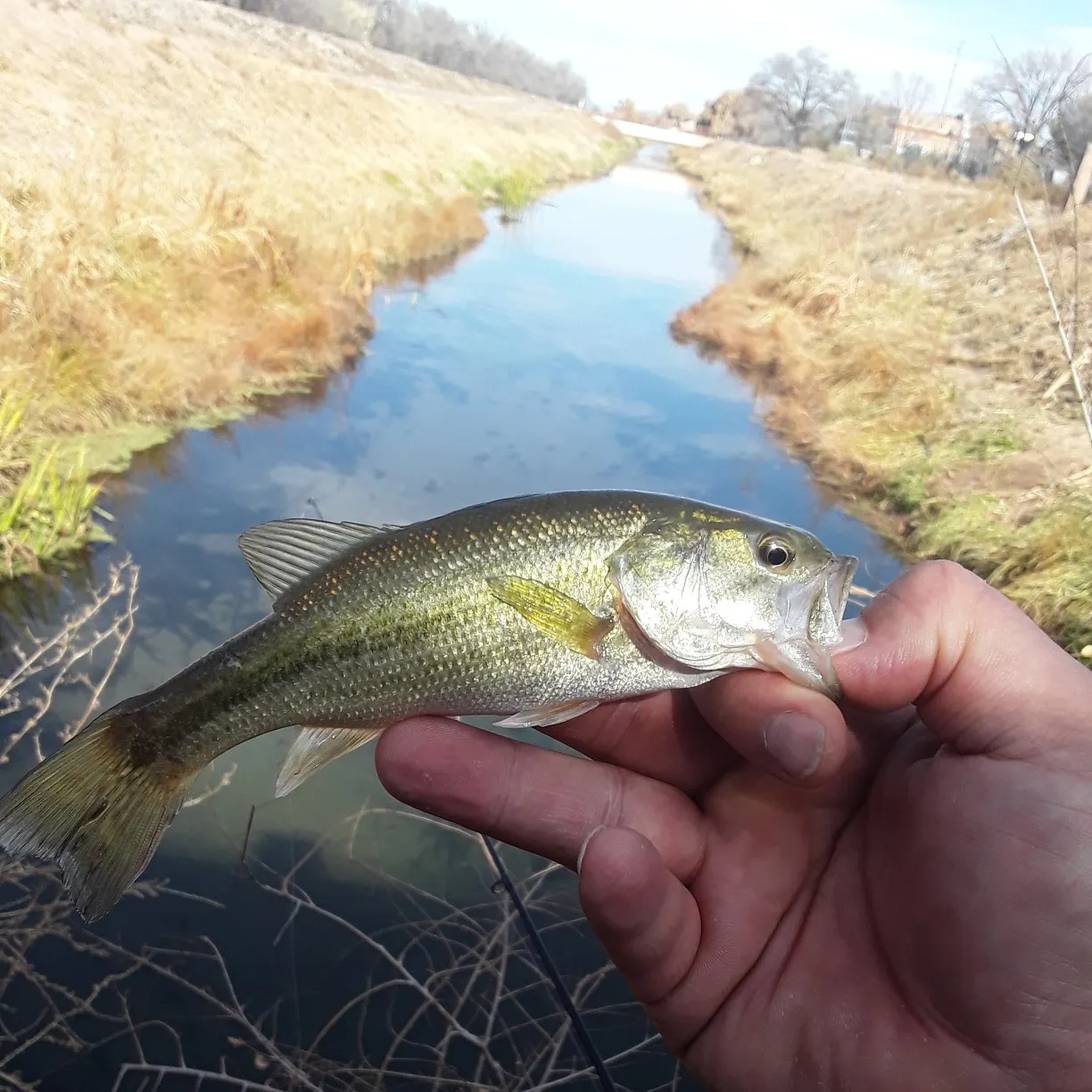 angler catch