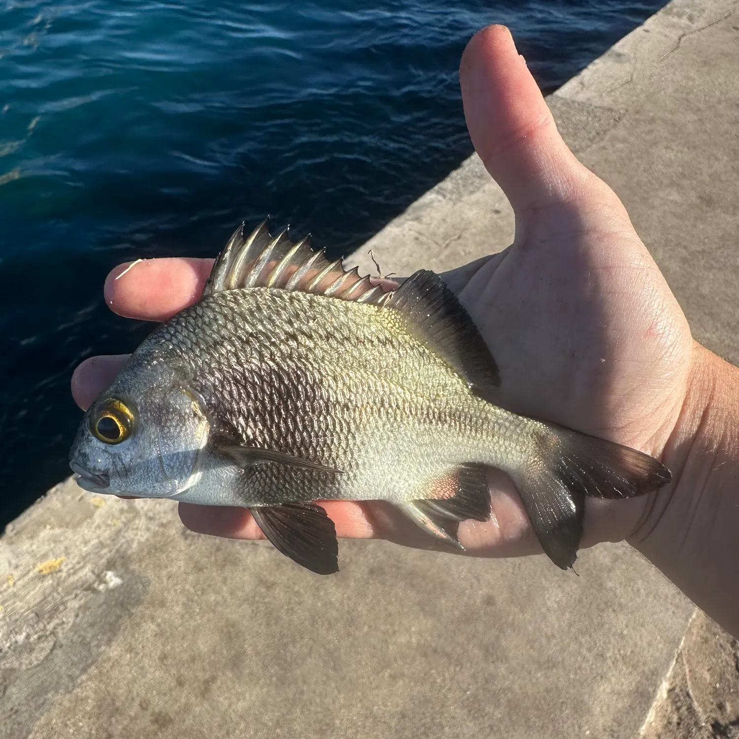 The most recent Black margate catches on Fishbrain