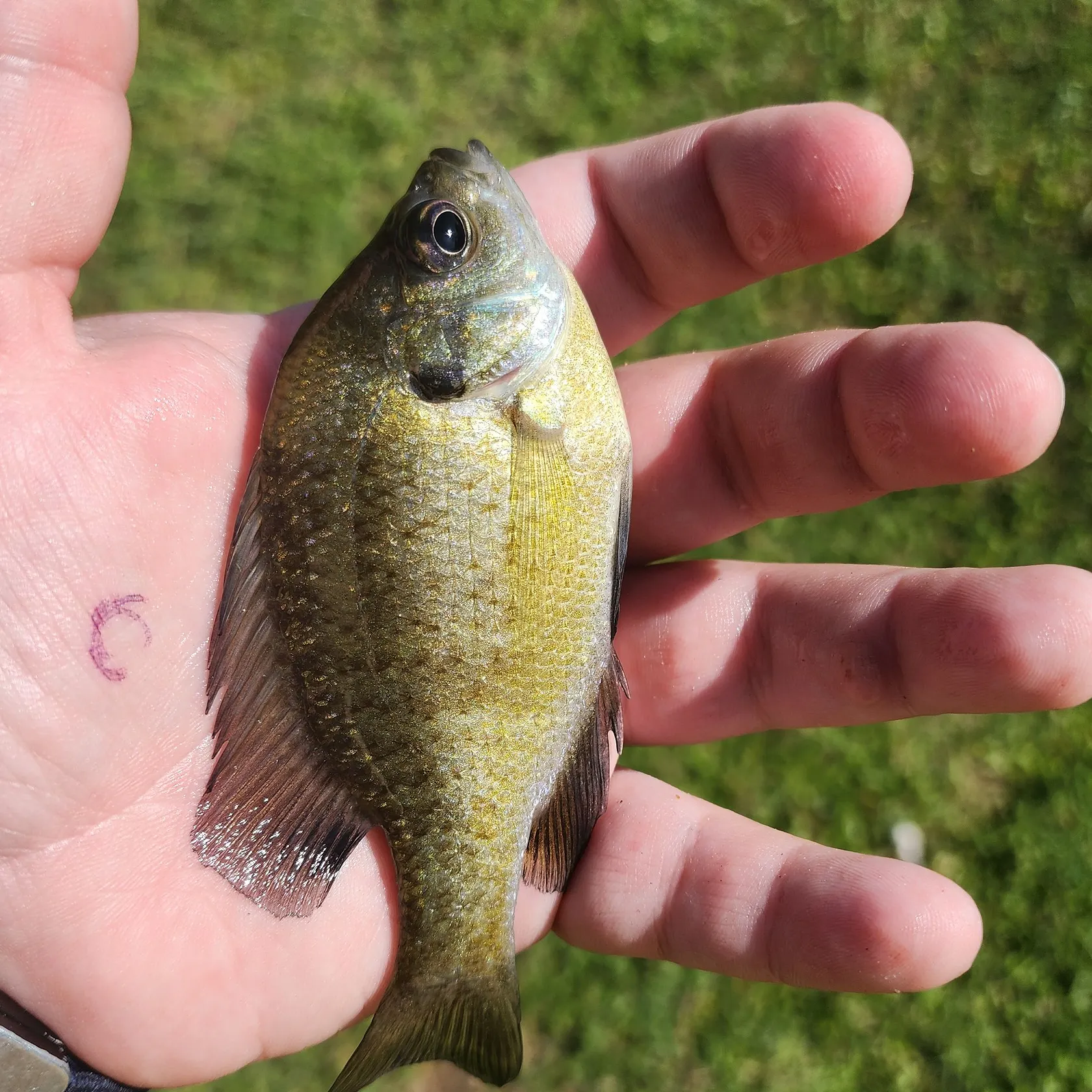 Bluegill caught on Fishbrain