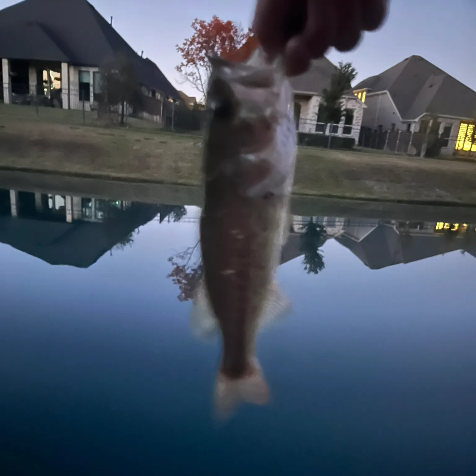The most recent Largemouth bass catches on Fishbrain