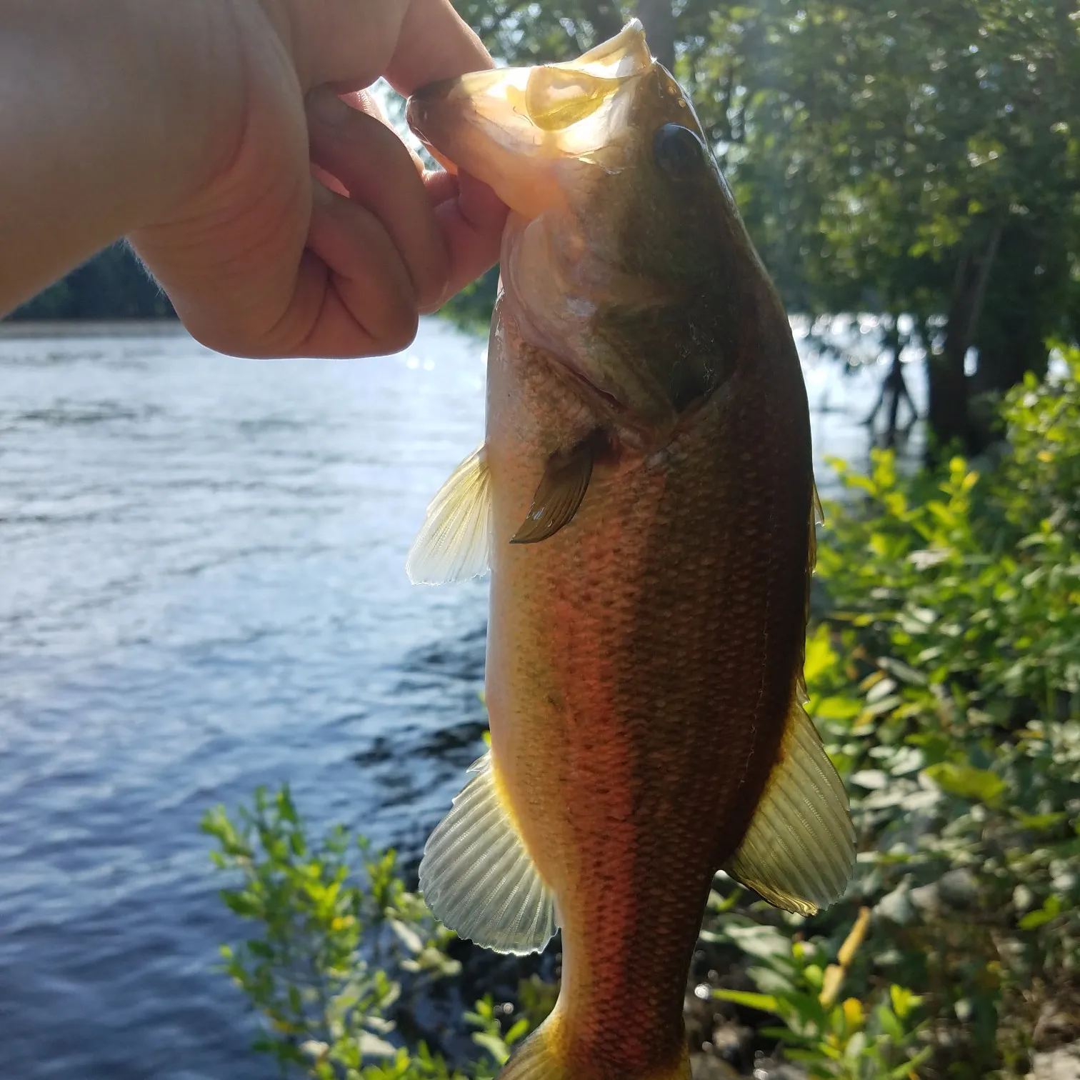 Largemouth bass caught on Fishbrain