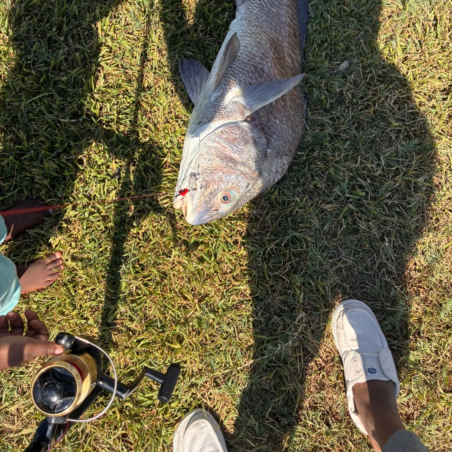 Black drum caught on Fishbrain