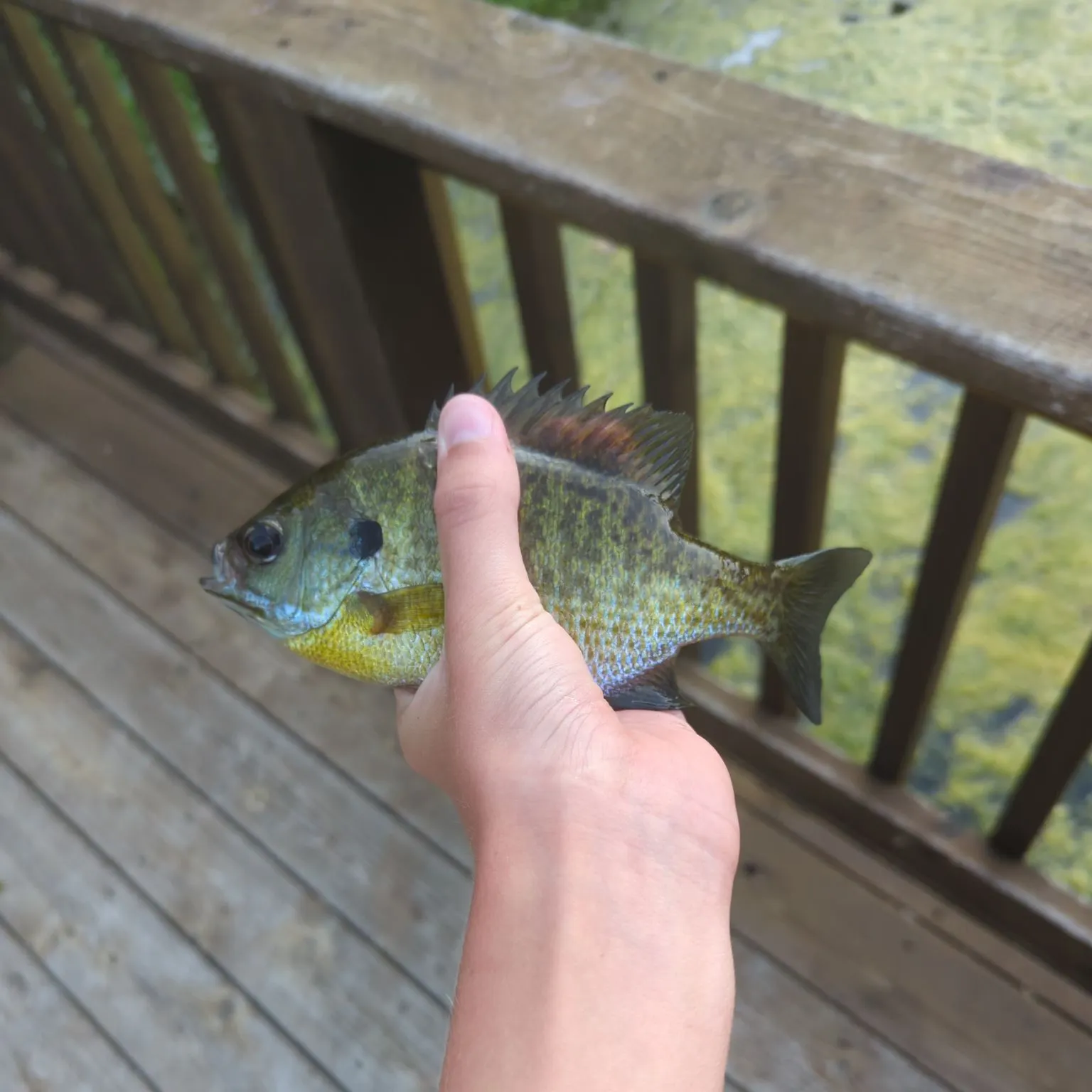Bluegill caught on Fishbrain