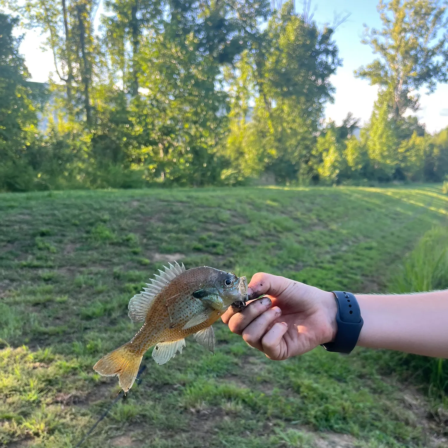 The most recent Redbreast sunfish catches on Fishbrain