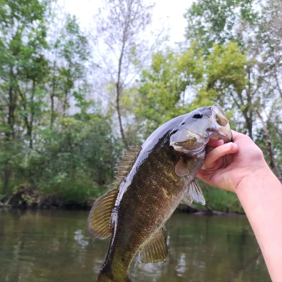 Smallmouth bass caught on Fishbrain