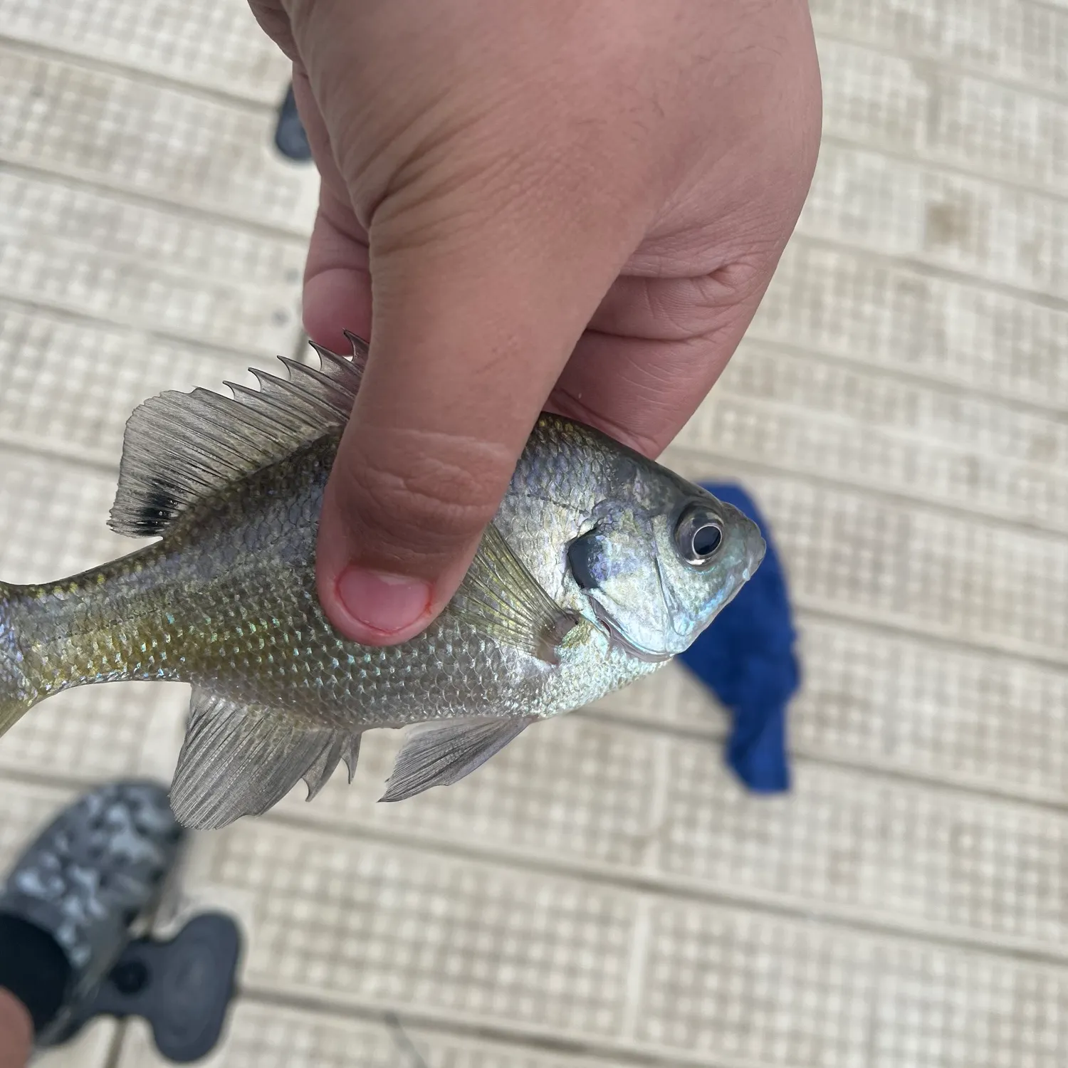 Bluegill caught on Fishbrain