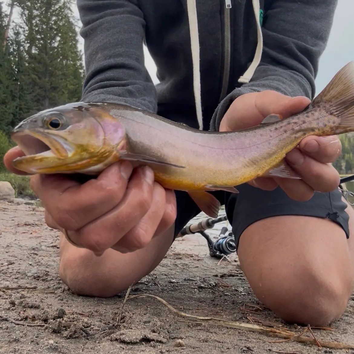 Yellowstone cutthroat trout caught on Fishbrain