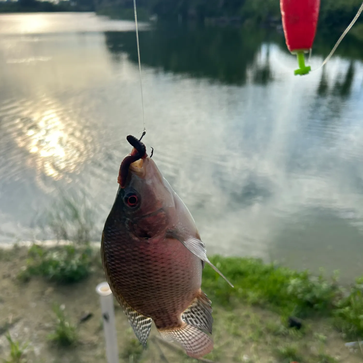 Nile tilapia caught on Fishbrain