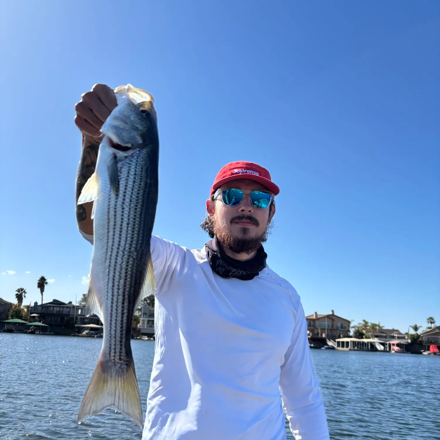 Striped bass caught on Fishbrain