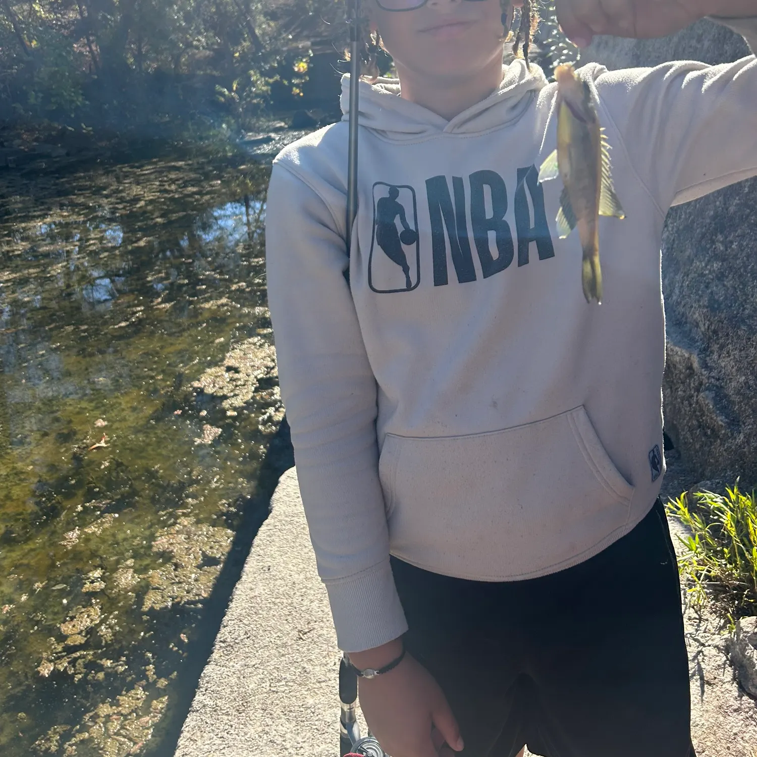 The most recent Shovelnose sturgeon catches on Fishbrain