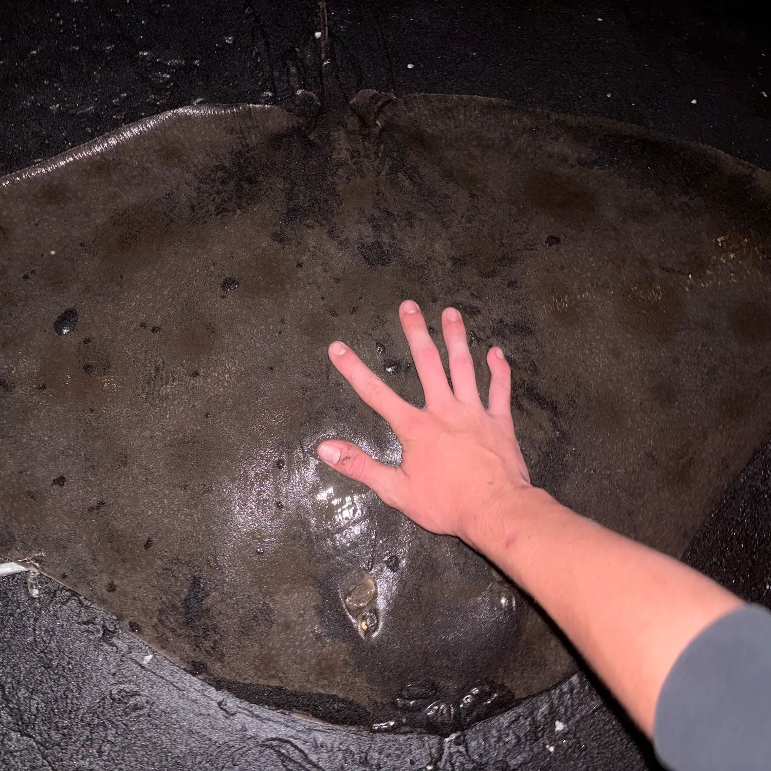 The most recent Spiny butterfly ray catches on Fishbrain