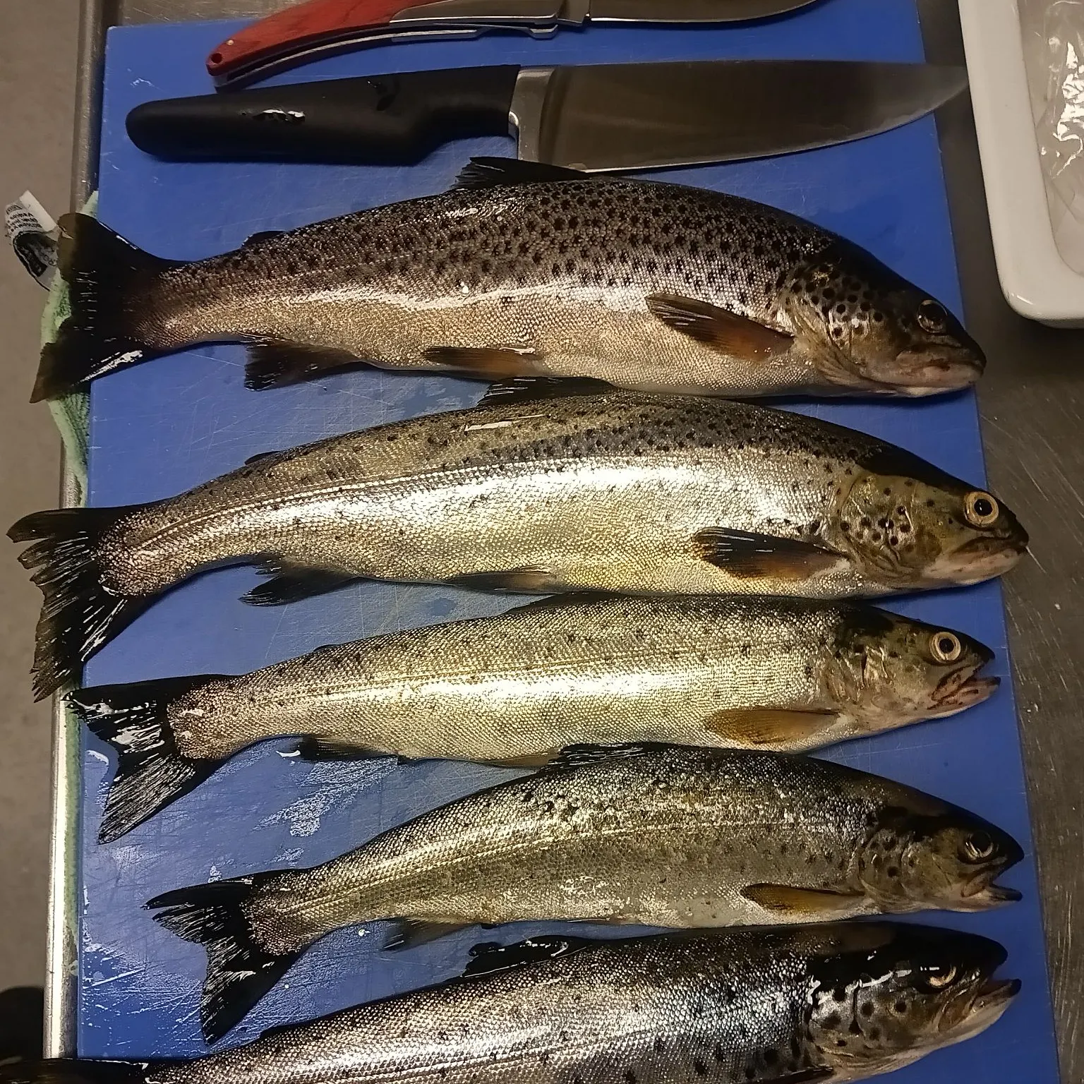 recently logged catches