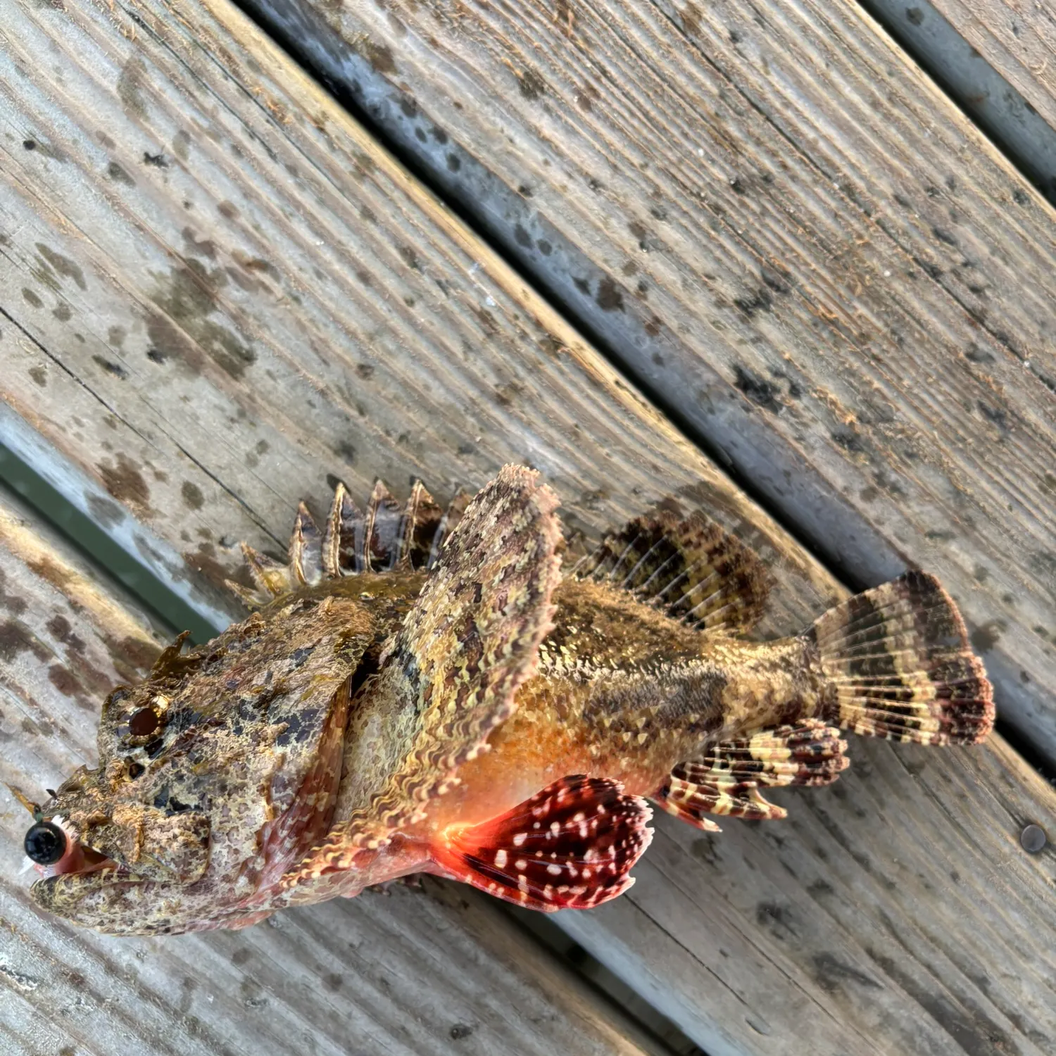 recently logged catches