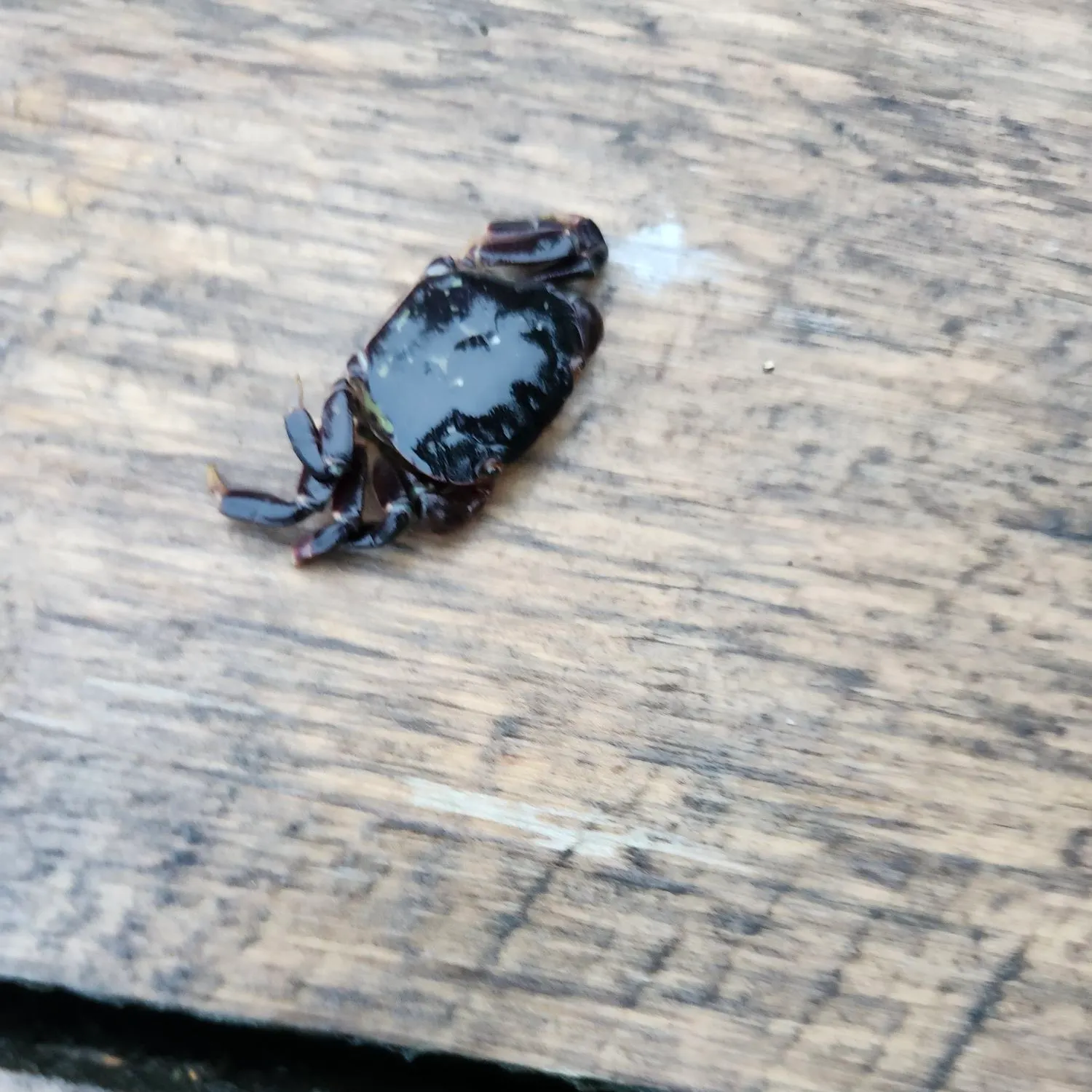 The most recent Pacific rock crab catches on Fishbrain