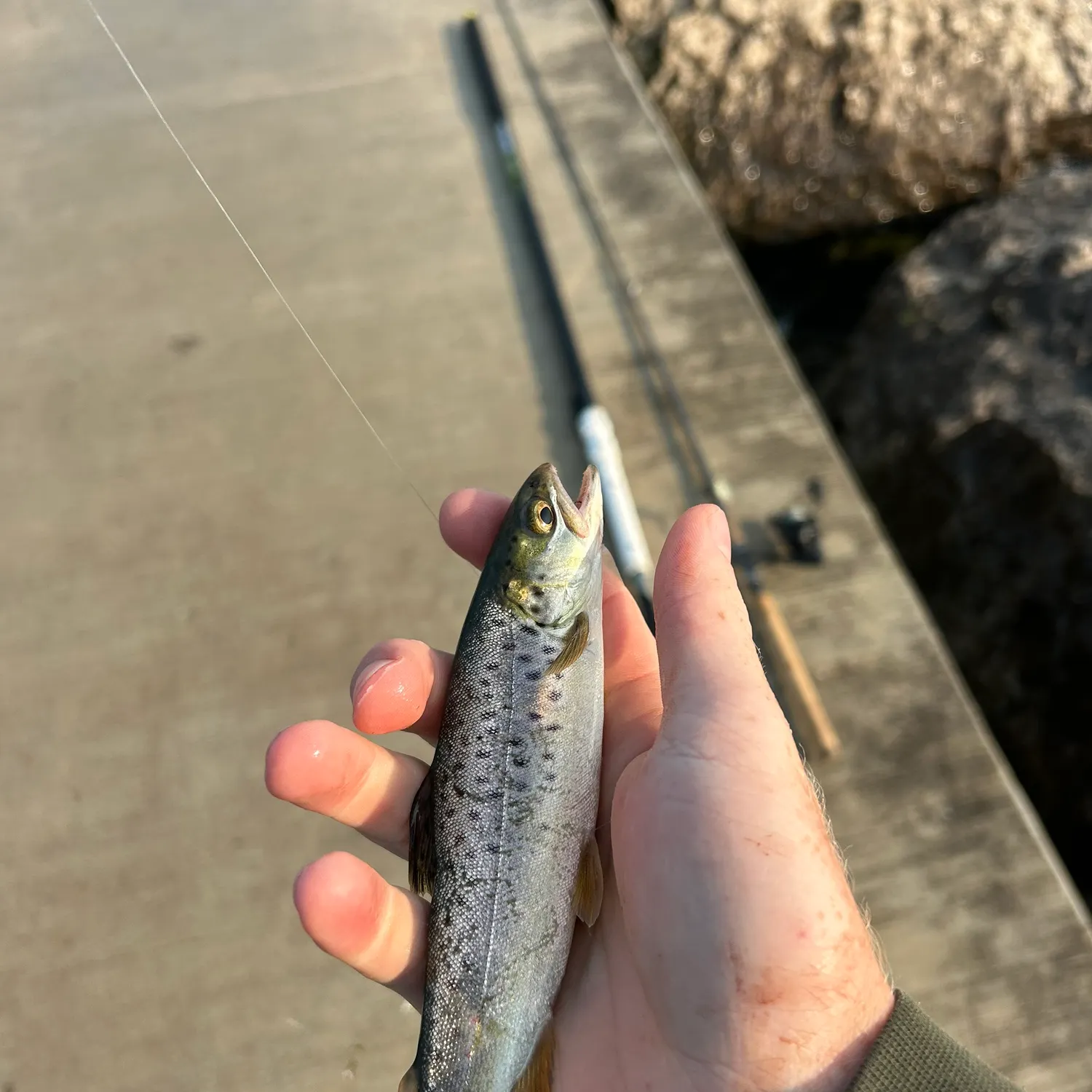 The most recent Sea trout catches on Fishbrain