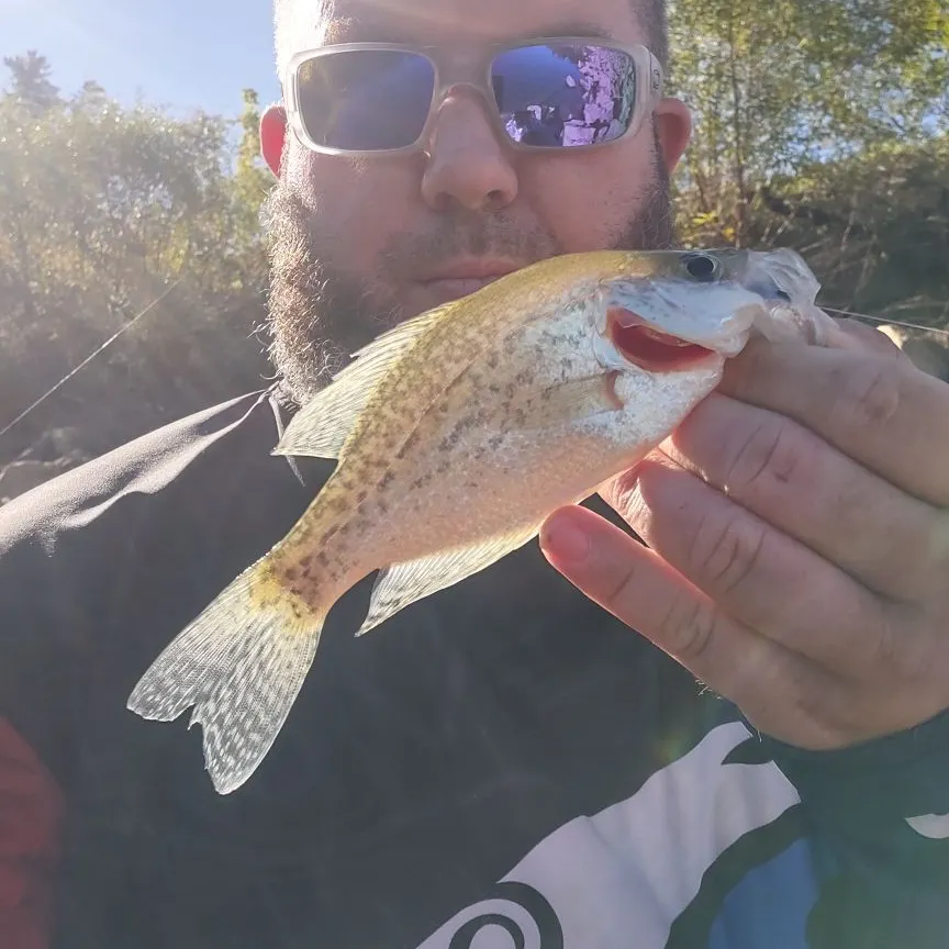 Black crappie caught on Fishbrain