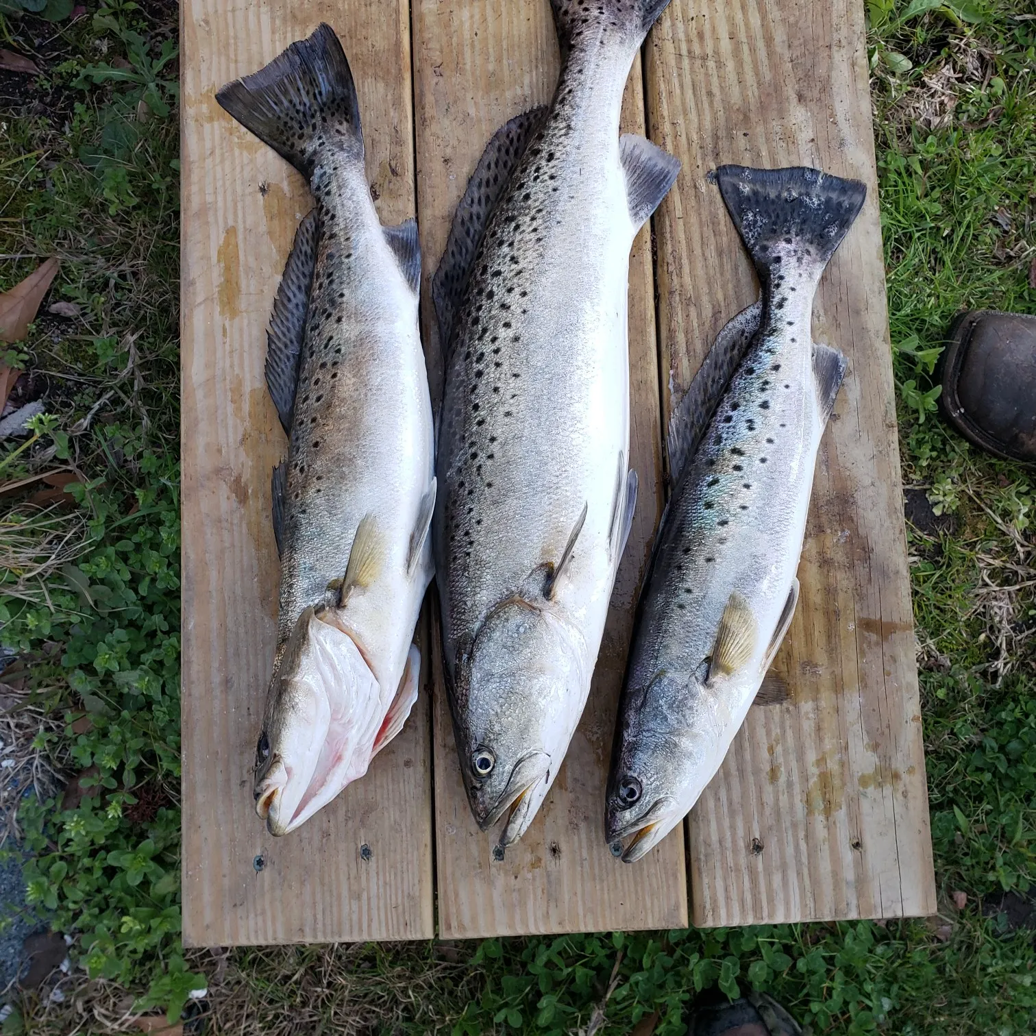 recently logged catches