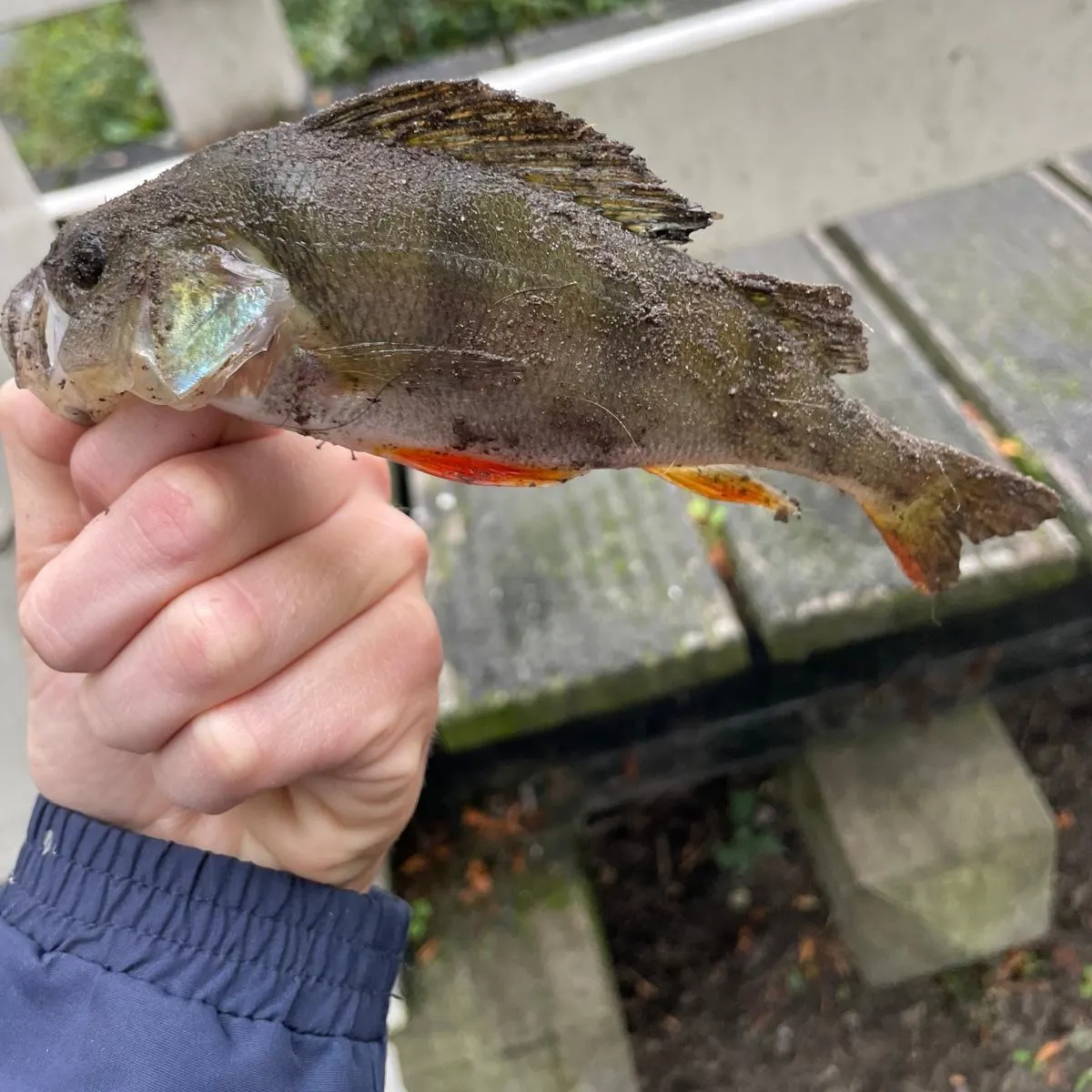 European perch caught on Fishbrain