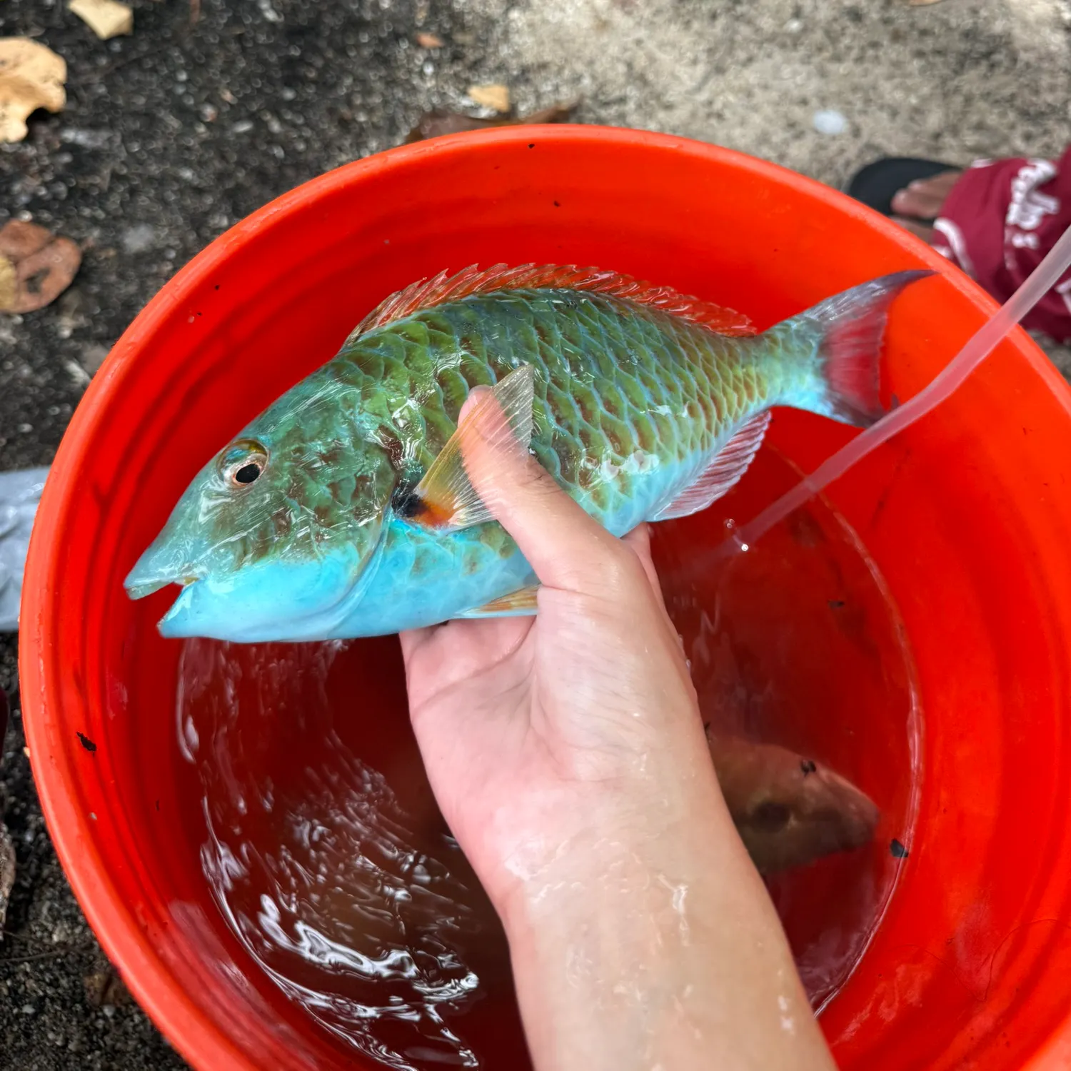 catch