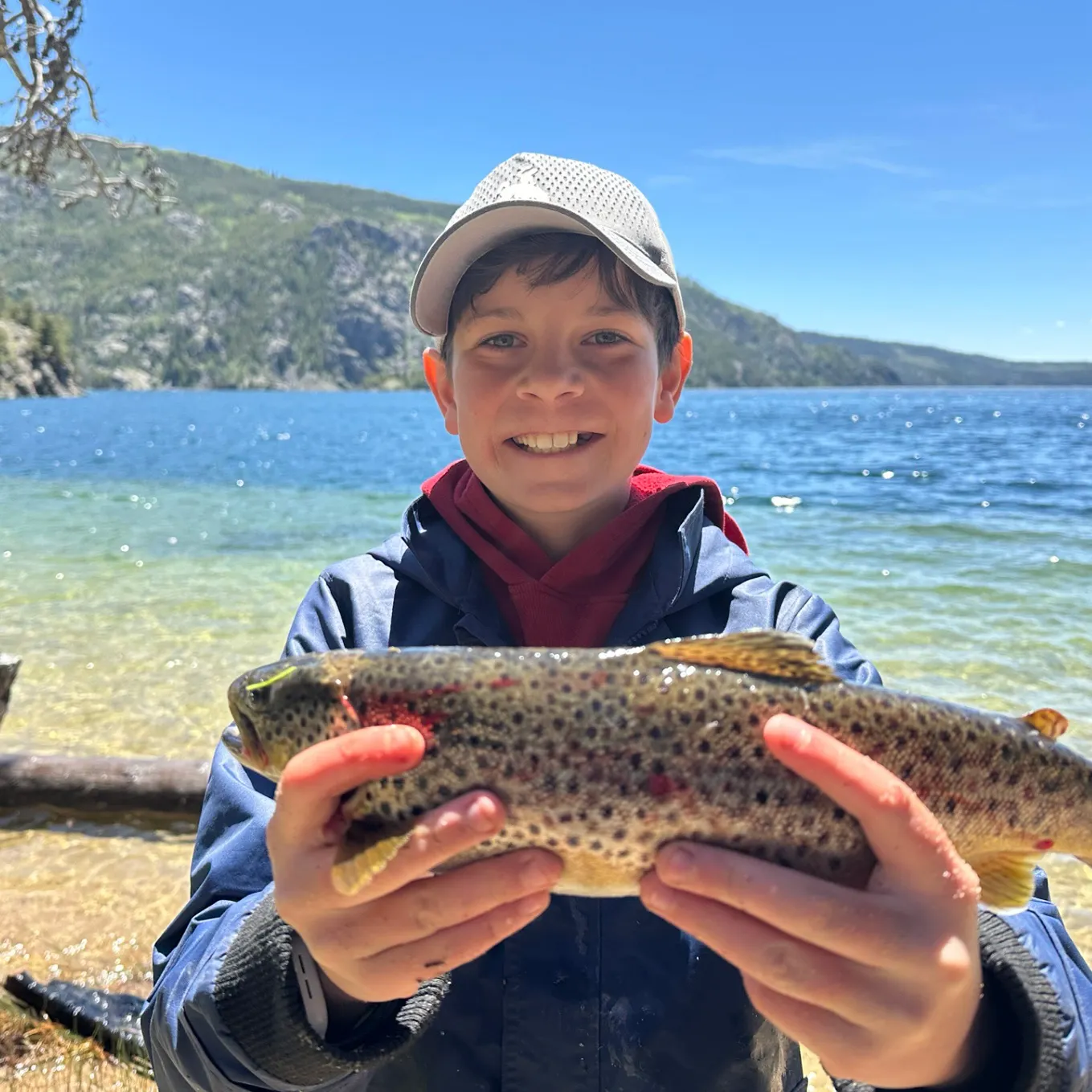 Brown trout caught on Fishbrain