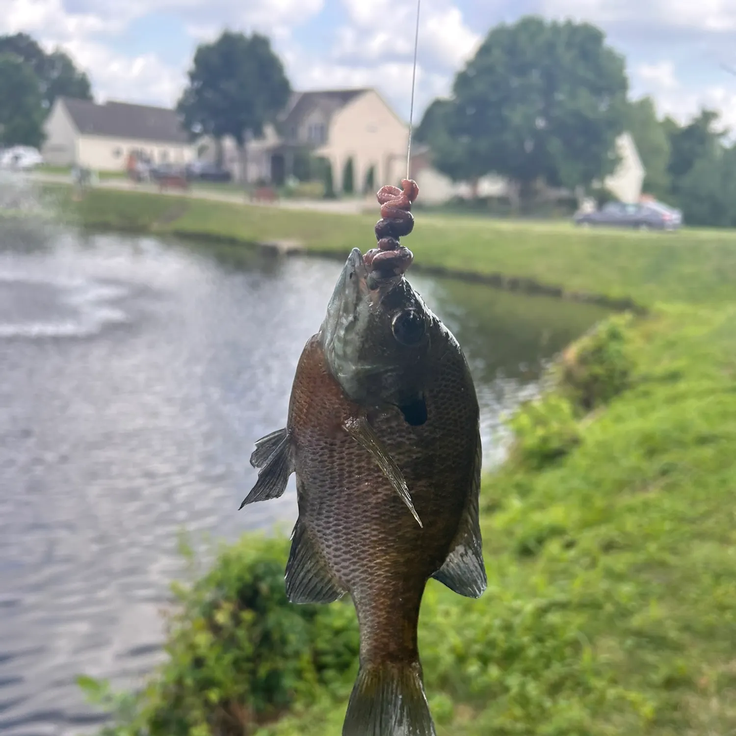 Bluegill caught on Fishbrain