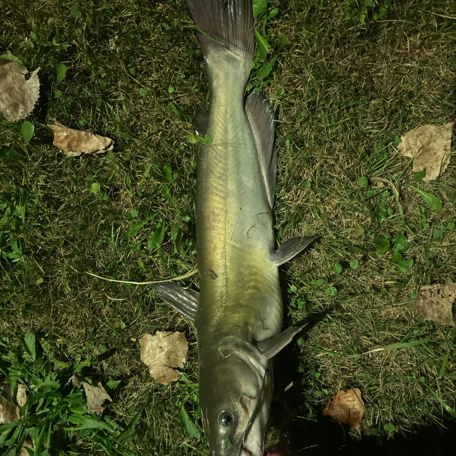 Channel catfish caught on Fishbrain