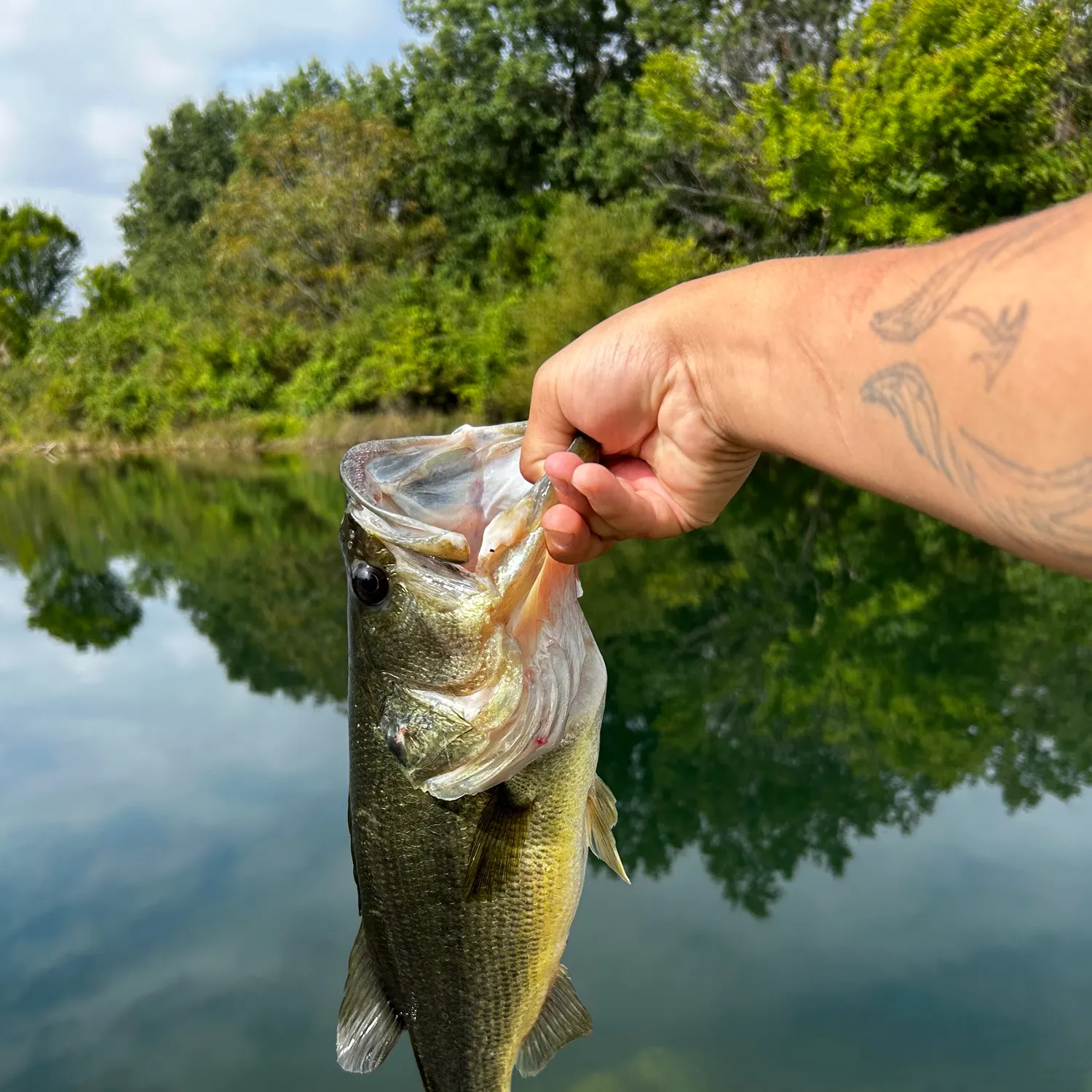 Largemouth bass caught on Fishbrain