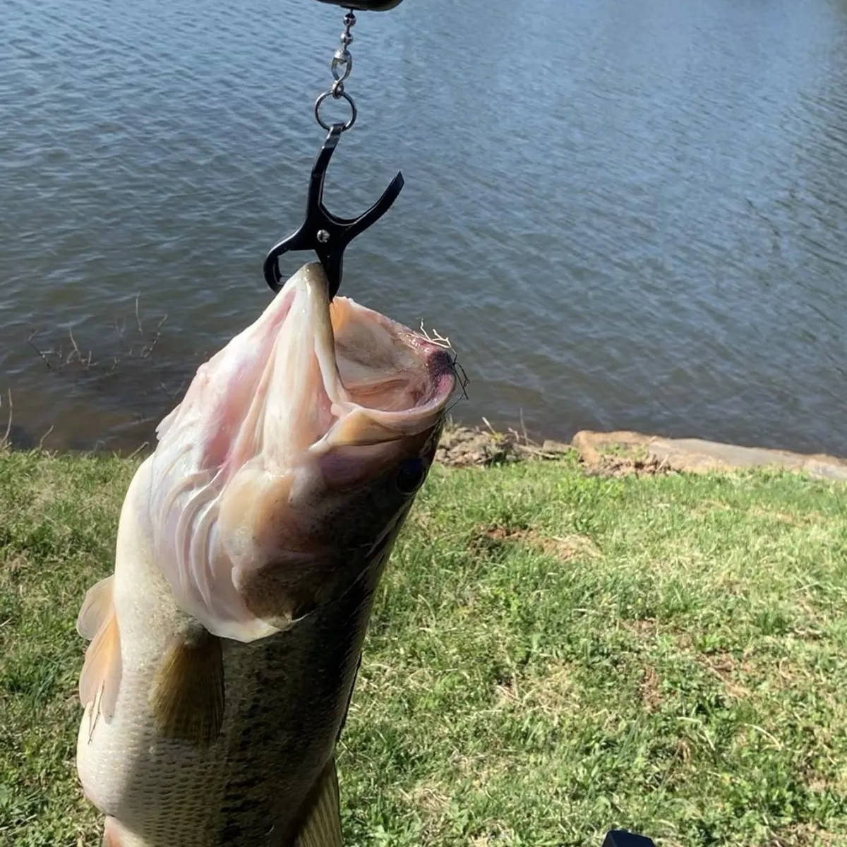 The most recent South American silver croaker catches on Fishbrain