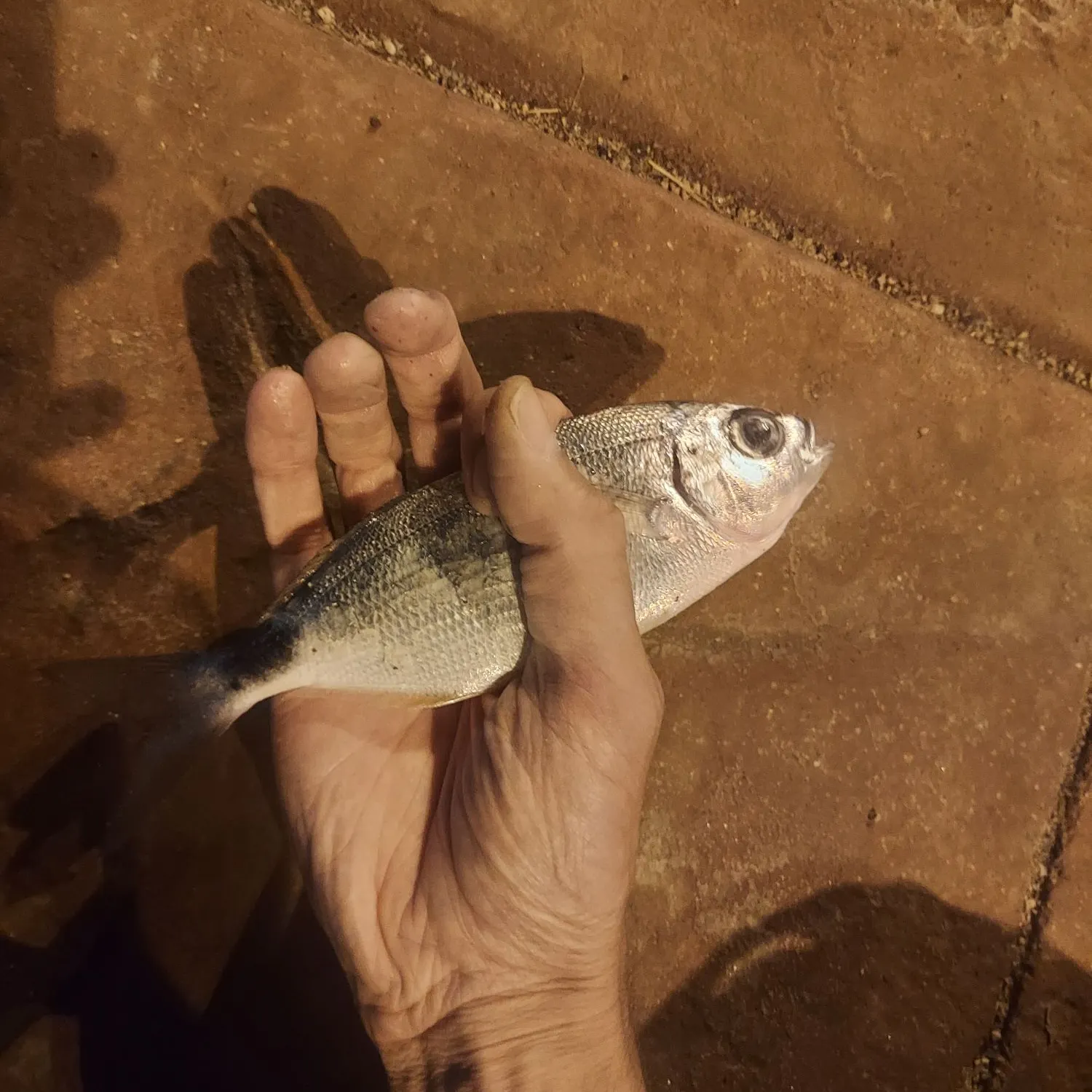 Saddled seabream caught on Fishbrain