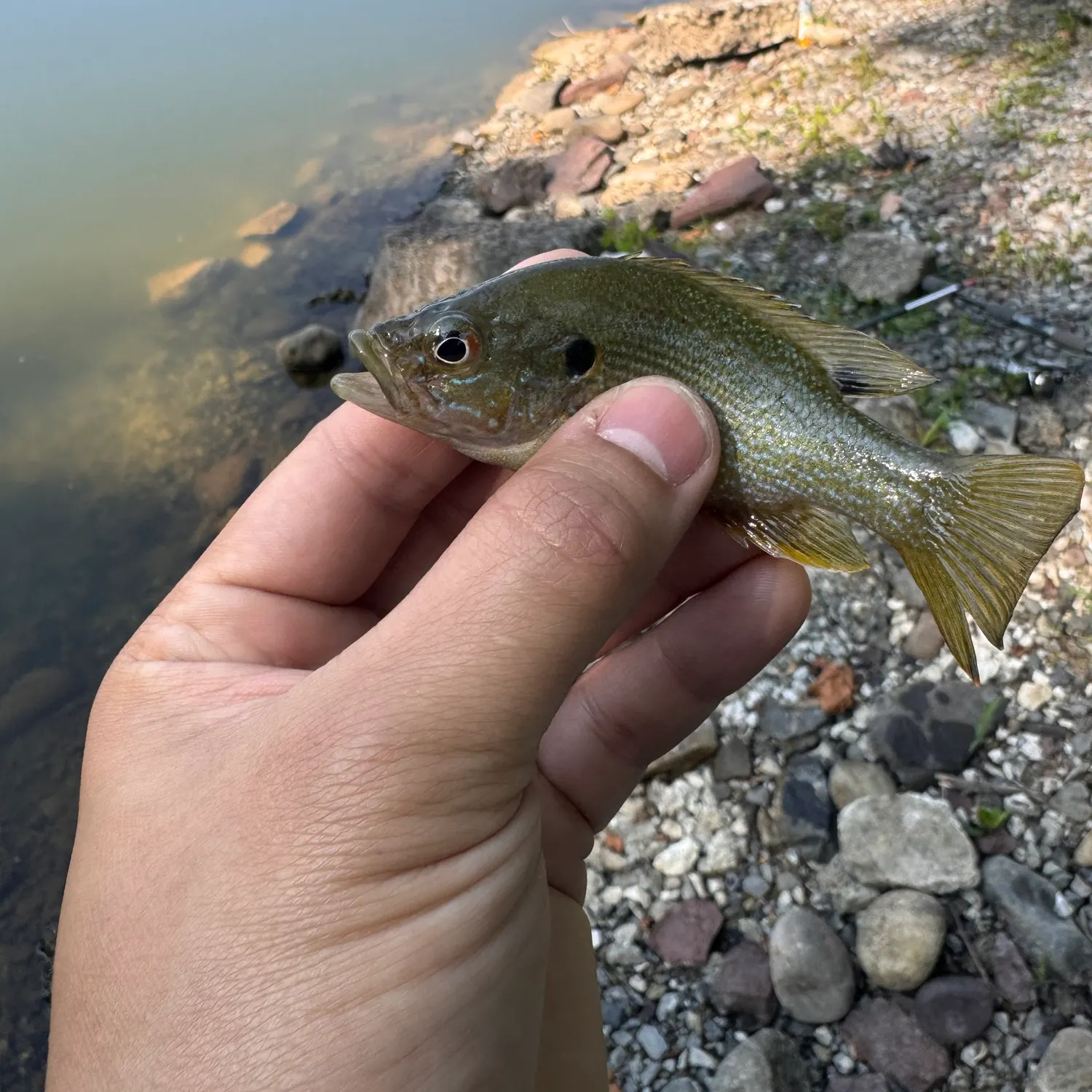Green sunfish caught on Fishbrain