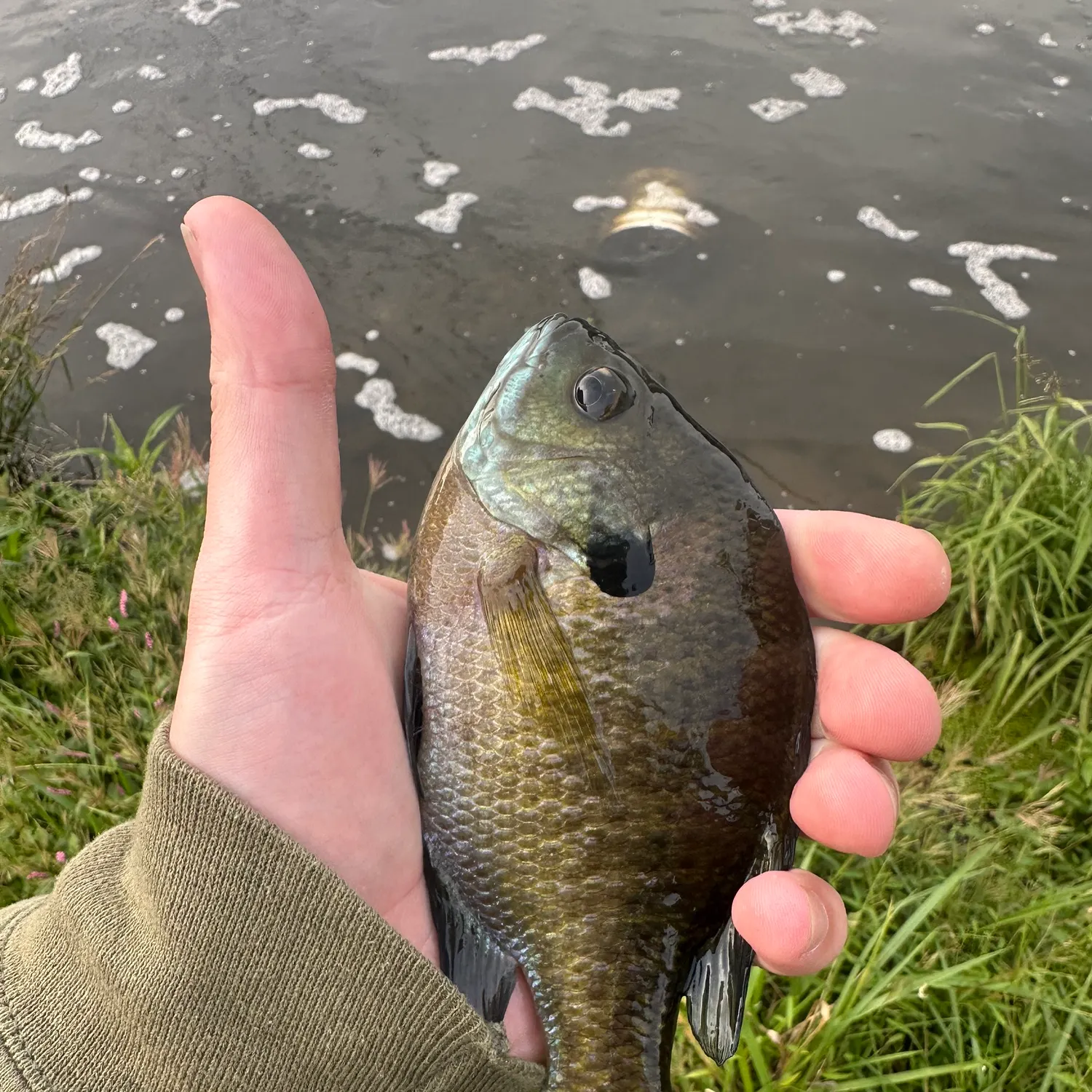 Bluegill caught on Fishbrain