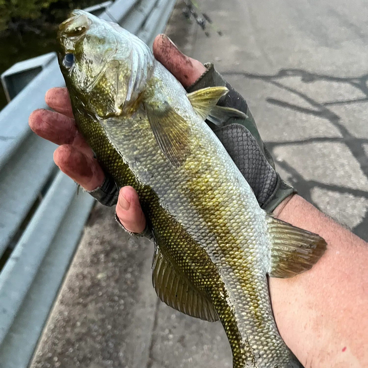 Smallmouth bass caught on Fishbrain