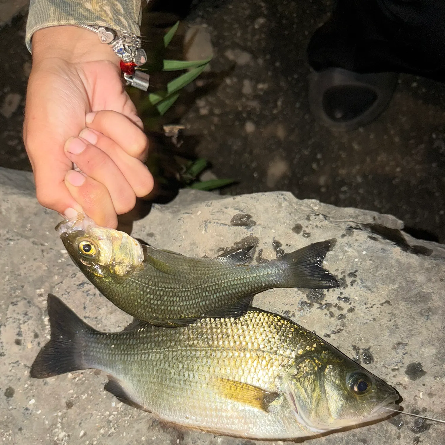 White perch caught on Fishbrain