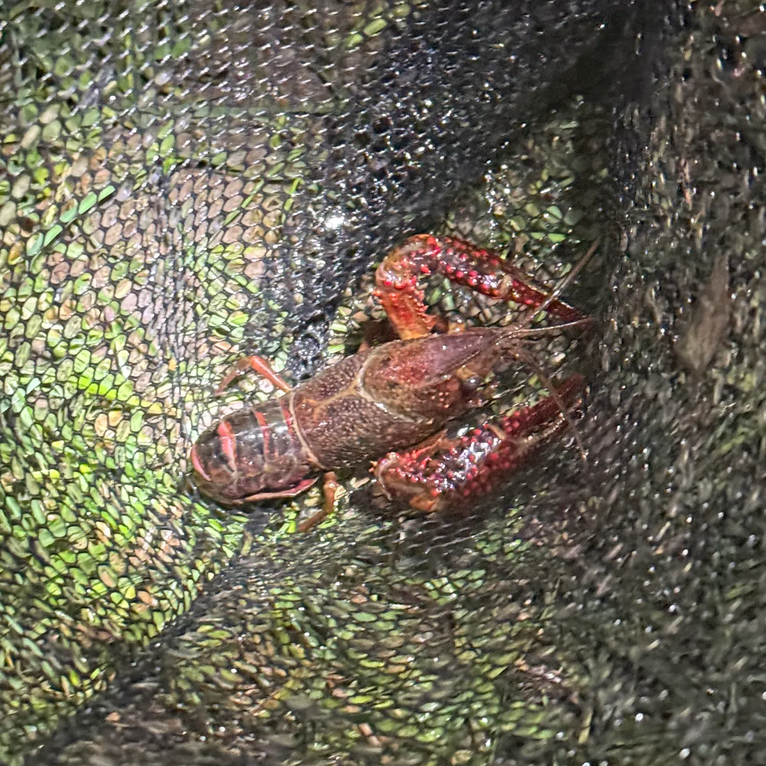 Red swamp crayfish caught on Fishbrain