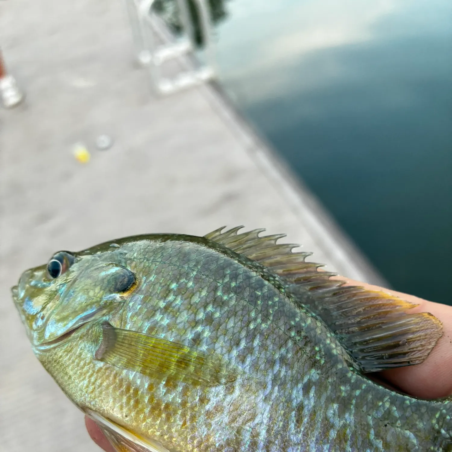 Greengill hybrid caught on Fishbrain