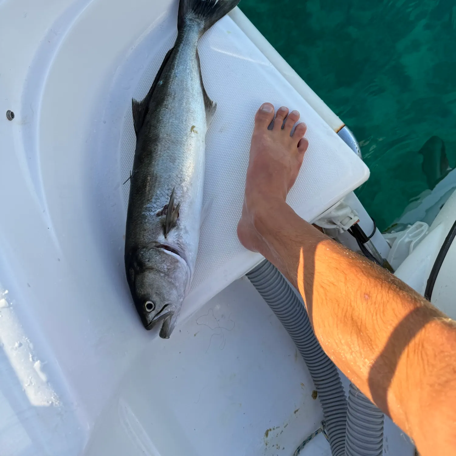 Bluefish caught on Fishbrain