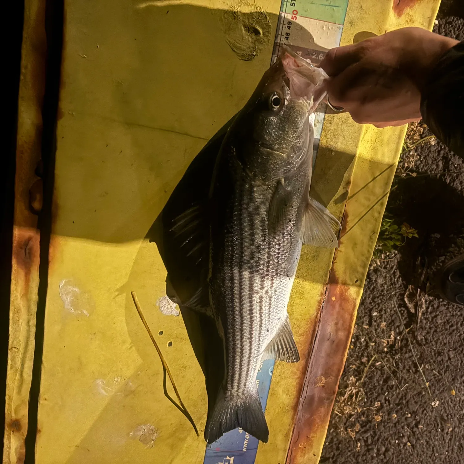 Striped bass caught on Fishbrain