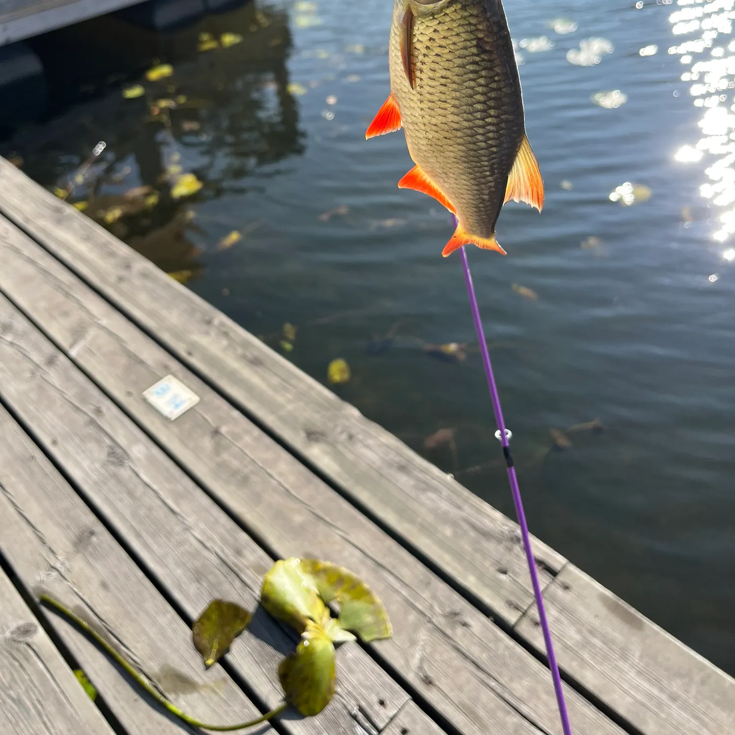 Common roach caught on Fishbrain