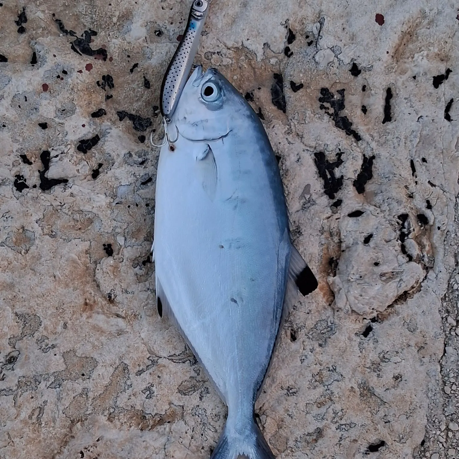 The most recent Derbio pompano catches on Fishbrain