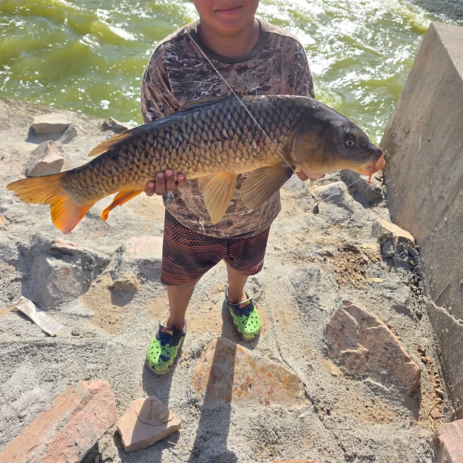 Common carp caught on Fishbrain