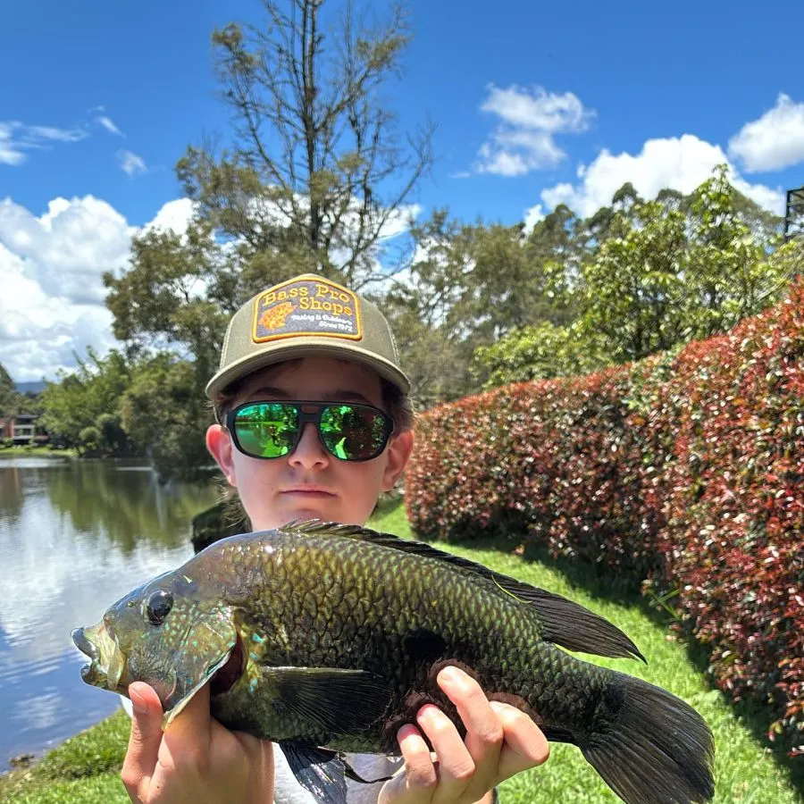 The most recent Three spotted tilapia catches on Fishbrain