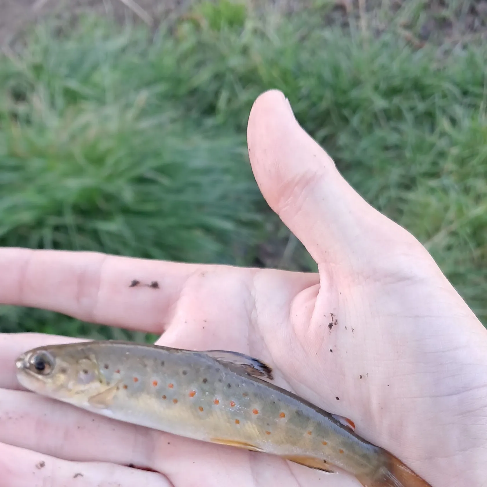 Brown trout caught on Fishbrain
