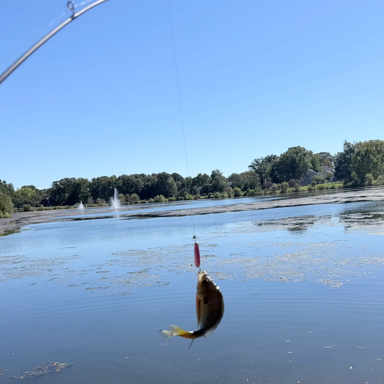 Bluegill caught on Fishbrain