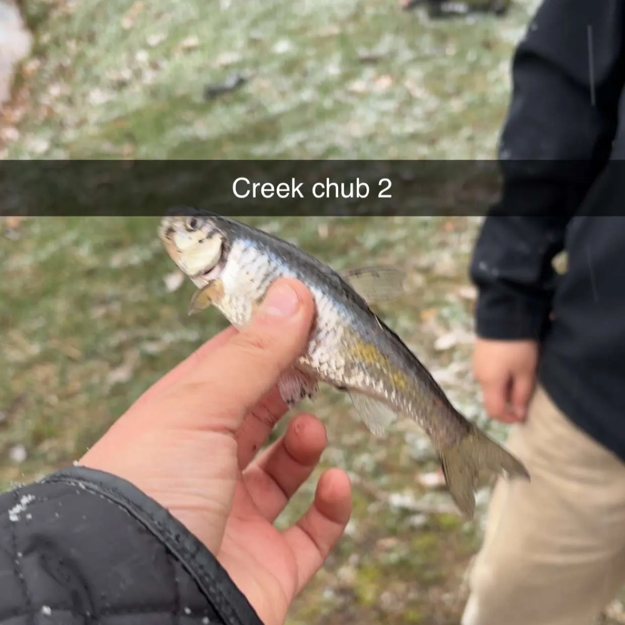 The most recent Striped shiner catches on Fishbrain