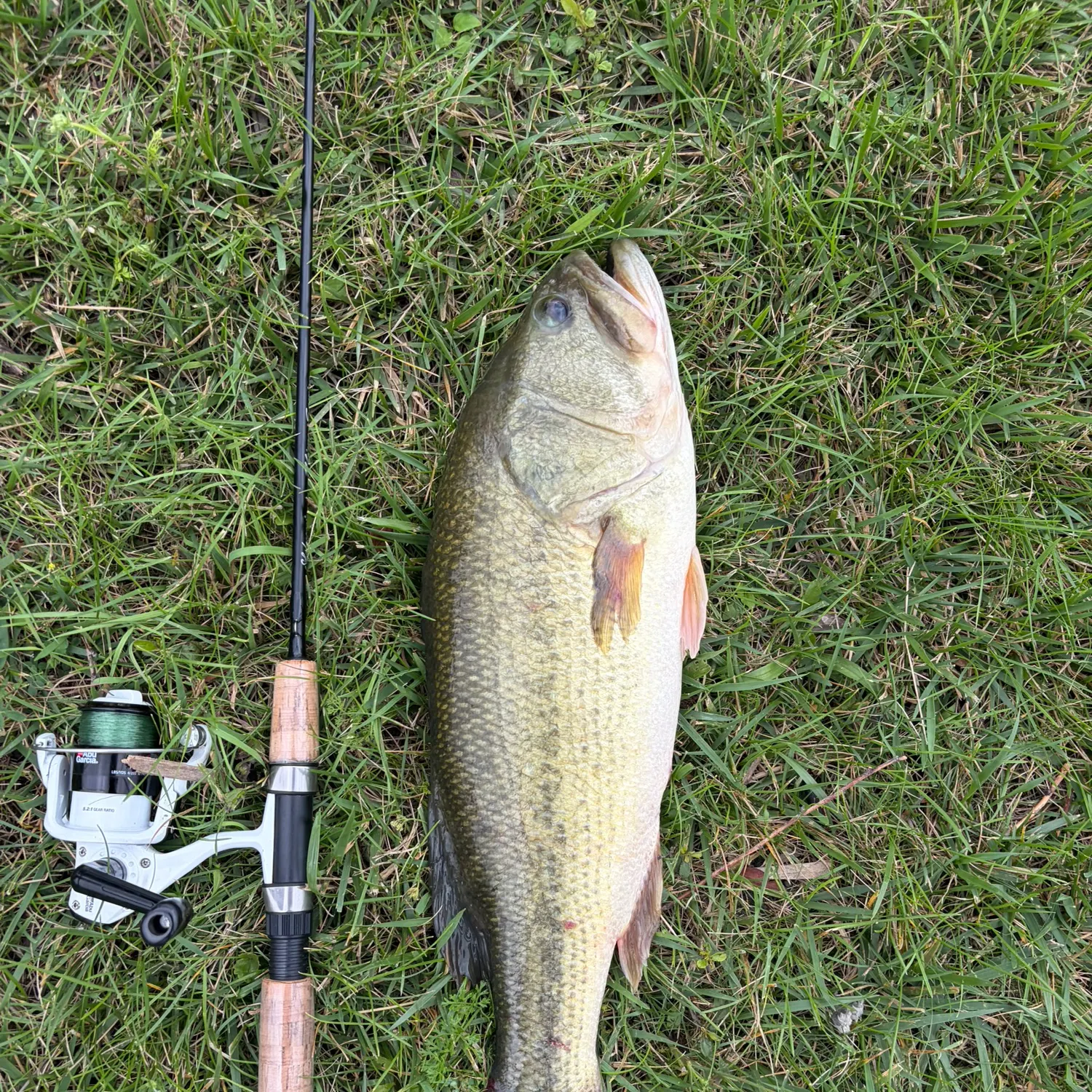 Largemouth bass caught on Fishbrain