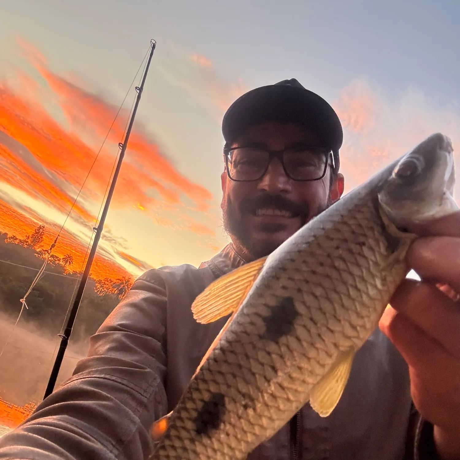 The most recent Threespot leporinus catches on Fishbrain