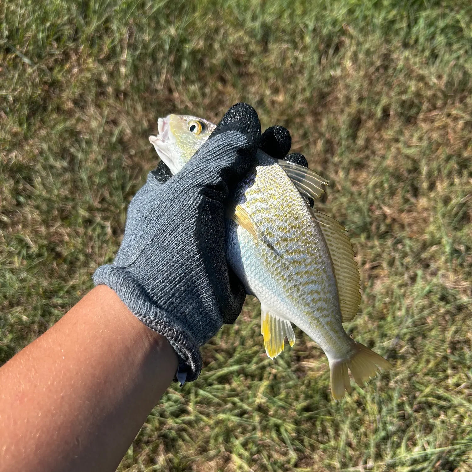 Atlantic croaker caught on Fishbrain
