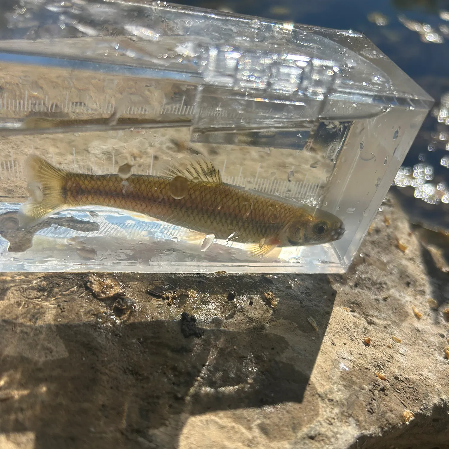 The most recent Bluntnose minnow catches on Fishbrain